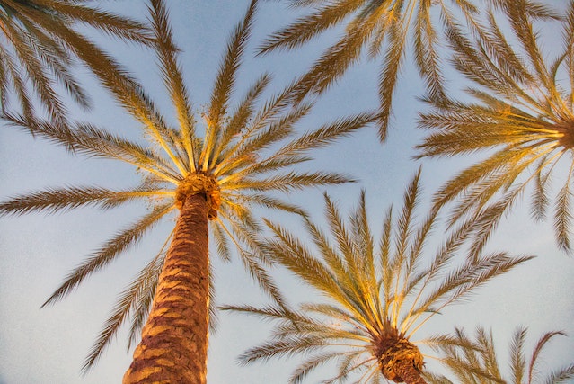 Photo by Jessica Lewis Creative: https://www.pexels.com/photo/palm-trees-1470707/