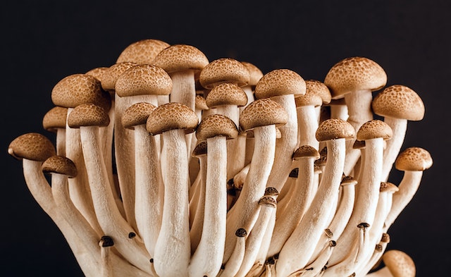 How to Use Wonderbags to Grow Mushrooms